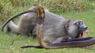 Monkey vs Python Snake real fight!