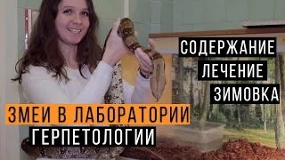 Змеи в лаборатории герпетологии / Спасаем УДАВА! / Содержание и лечение змей / Зимовка змей в неволе