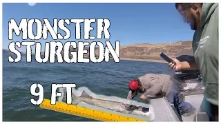 WE CAUGHT A MONSTER | Sturgeon Fishing Columbia River