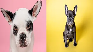 Funny and Cute French Bulldog Compilation