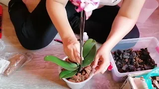 Пересадка орхидеи в кору, мох и уголь