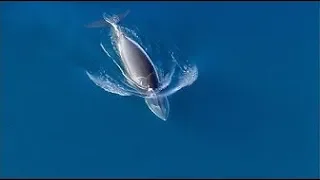 Killer Whales Attack Minke  - Frozen Planet -  BBC Earth