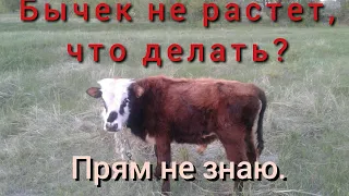 Бычек плохо растёт. Что делать?