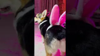 СНЯЛИ КЛИП ДЛЯ КЛАВЫ КОКИ - ЗАМУЖ #funny #corgi #dog #клавакока