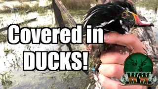 EPIC Wood Duck Hunt | 45 Minute Limit!!!