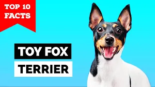 Toy Fox Terrier - Top 10 Facts [Amertoy]