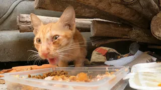 This kitten very hungry he stay under wood with out food