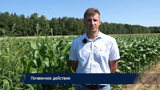 НОВИНКА - гербицид для кукурузы  - КАПРЕНО