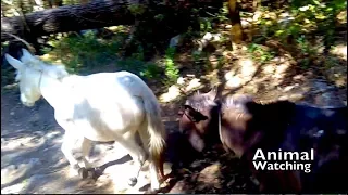 Wild horses spotted in the Himalayan region of Annapurna Conservation Area