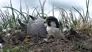 ハヤブサ Peregrine Falcon　vol.1