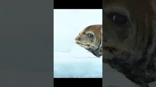 🦭Why this Seal looks extremely Desperate❓🐳 #seal #orca #ocean