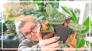 My 10 Favorite Tiny Houseplants! Cute Small Indoor Plants!