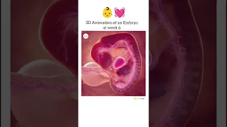 👶💓3D animation of an embryo #sdsbiology  #medical #pregnancy #development #science #mom #maa