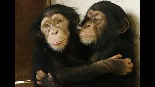 Rescued Baby Chimp Meets Other Babies for the First Time