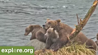 Lost Cub Reunited With Its Family | Best Of Bear Cam