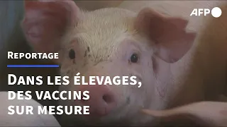 Elevage: des vaccins sur mesure pour réduire la consommation d'antibiotiques | AFP