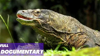 World's Deadliest Monster Lizards! Wildlife Wonders Revealed !Full Documentary on Komodo Dragons