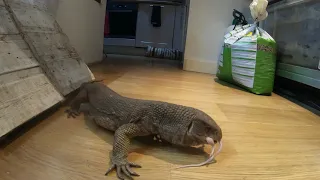 Varanus Exanthematicus - Adult female Erica @ 3 years eating XL mouse.