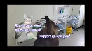 Как я заболела 🐈 Все серии (6 - 10)