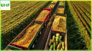 This is How American Farmers Produce Billions of Corn Every Year