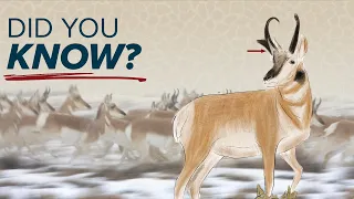 (Unique) Pronghorn Facts & Characteristics