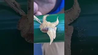 Alien-like insect found on playground - Monkey Slug Hag Moth Caterpillar