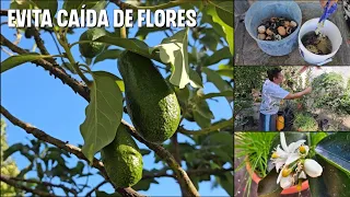 Como hacer POTENTE abono con concascara de plátano para tener miles de flores y frutos