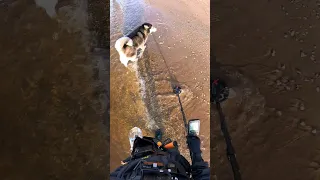 Wild wolf got scared by a metal detector