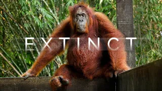 What happens if Orangutans go Extinct? - Borneo Travel Documentary