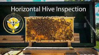 Long Langstroth Hive Update Inspection Saskatraz Honey Bees Horizontal Hive with Better Comb