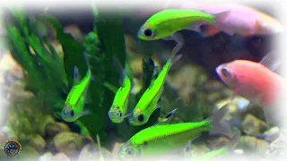 A New Kind of GloFish Has Arrived! - (And it Looks Awesome!) 😎