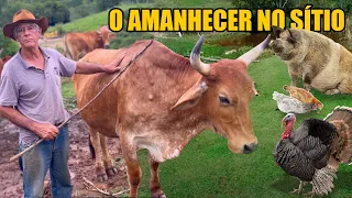 OS ANIMAIS DO SÍTIO DO VARDINHO