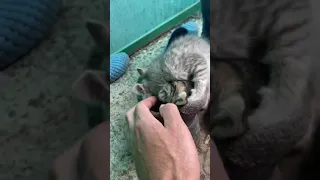 Котята делят колоши