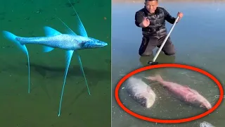 You Won't Believe This Fish! It Has 3 BUILT-IN LEGS!