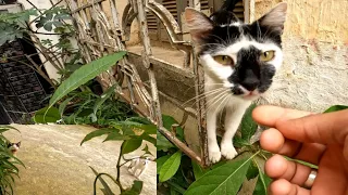 If you think you're unlucky: Feed Mama Cat and her kittens and it will be your worldbeautiful❤️😺