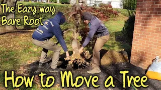 How to move a tree. The easy way Bare Root. Japanese Maple tree transplant.