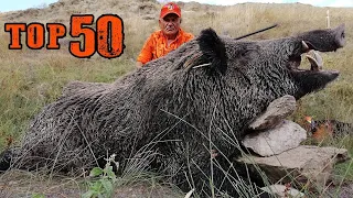 TOP 50 DOMUZ AVI EN İYİ SAHNELER- TOP 50 WILD BOAR HUNTS - BEST SCENES