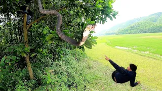 pair of cobras that bring to the breeding season are caught on top of a tree | KingCobraCatcher