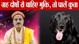 Pet Dog in Astrology: ग्रह दोषों से मुक्ति दिलाता है घर का पालतू  कुत्ता | Boldsky