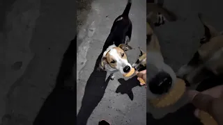 feeding poor Street dogs❤️❤️part 1 #streetdogs #helpingdogs #poor dogs  #ytshorts