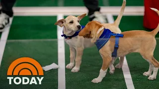 2024 Puppy Bowl: Dogs up for adoption go head-to-head