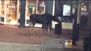 Moose Takes Casual Stroll Down Boulder's Pearl Street Mall