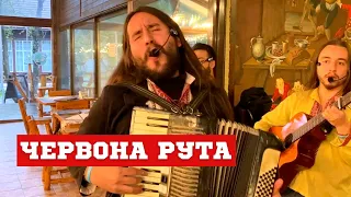 Most famous Ukrainian song "CHERVONA RUTA" performed by a Colombian band LOS IANKOVERS