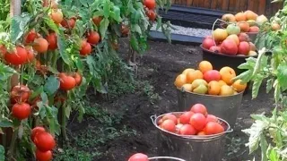🍅🍅 🍅 Висадка розсади помідор у відкритий грунт🍅🍅🍅