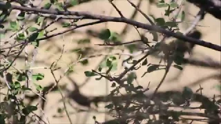 Upcher's Warbler - Hippolais languida - Nakhchivan, Azerbaijan