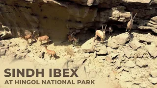 Sindh Ibex at Hingol National Park | Scuba Club
