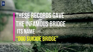 Dogs Keep Jumping Off This Mysterious Bridge "Overtoun Dog Suicide Bridge" | Daily Notebook