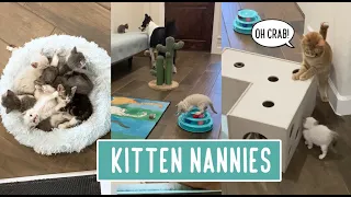 Kitten Nannies