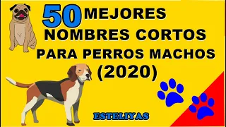 50 MEJORES NOMBRES CORTOS PARA PERROS MACHOS (2020)