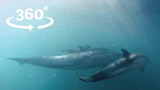 Dolphin Dive VR / 360 Wild Dolphin Experience Wales